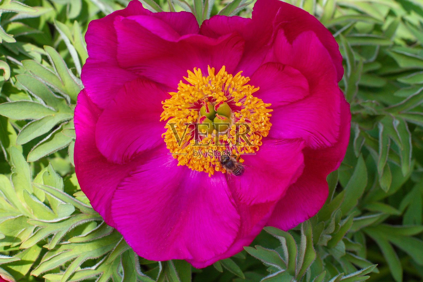 蜜蜂在花朵上采集花粉的特写镜头照片摄影图片