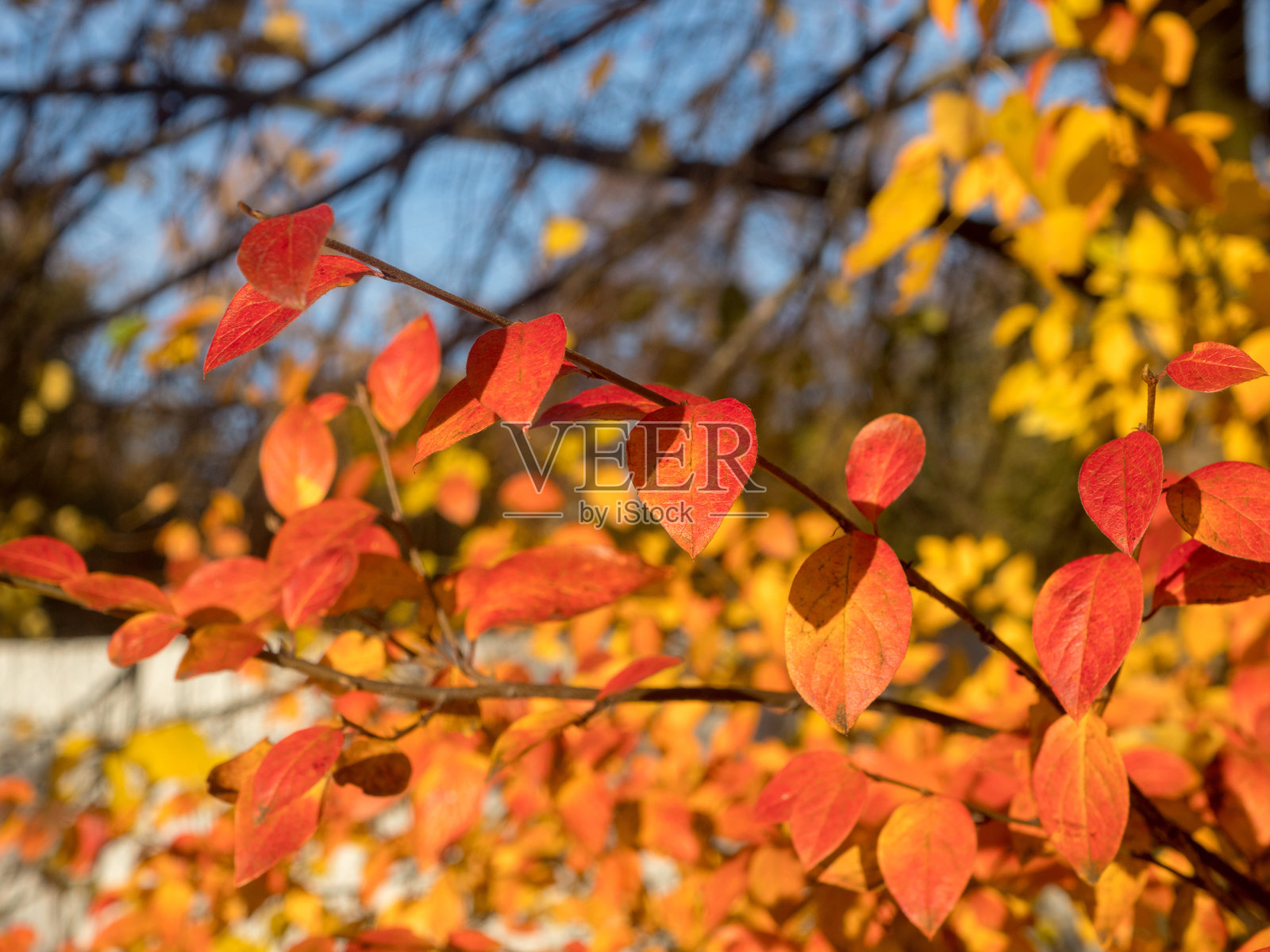 秋季的阿罗尼亚灌木枝条照片摄影图片