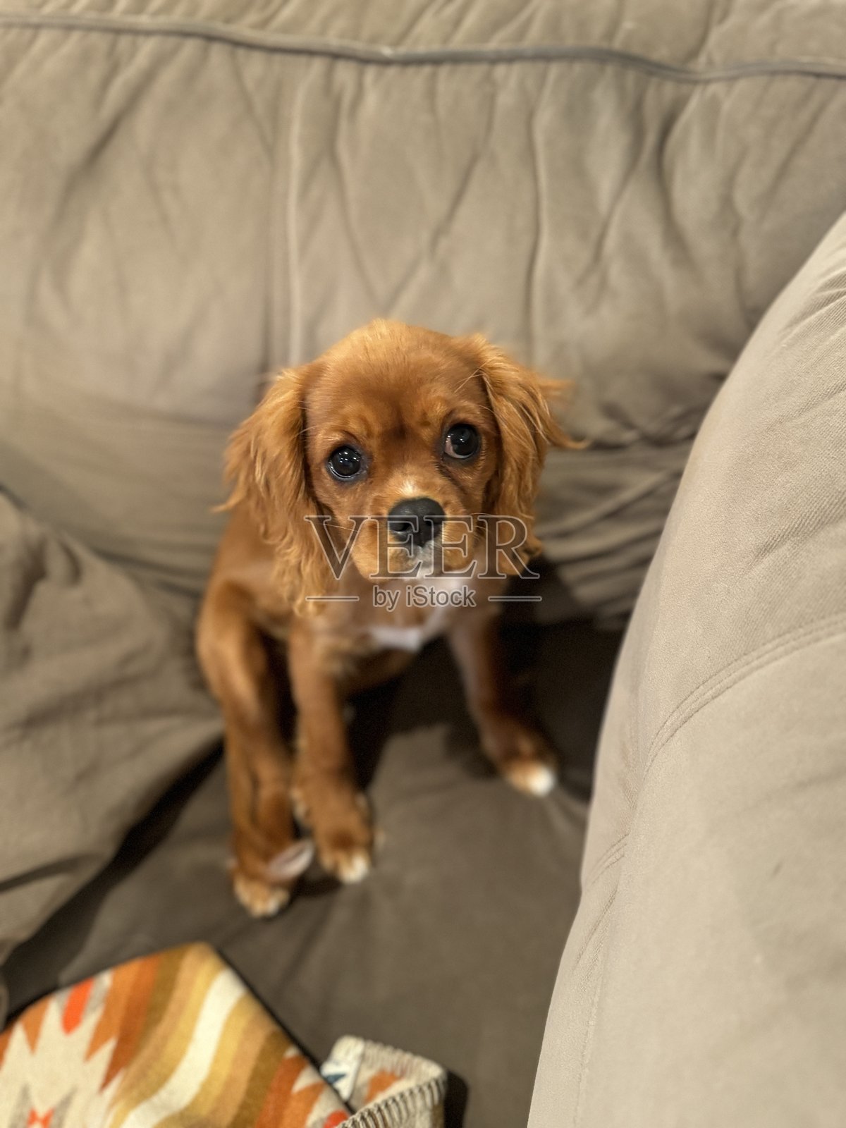 查尔斯王小猎犬照片摄影图片