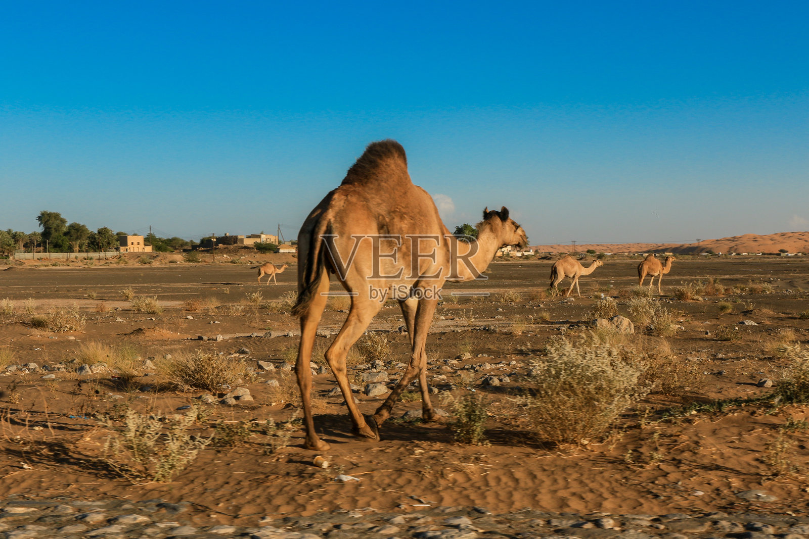 一只骆驼在阿曼的瓦希巴沙漠中日落时分行走，附近的其他骆驼在晴朗的蓝天下吃草。照片摄影图片