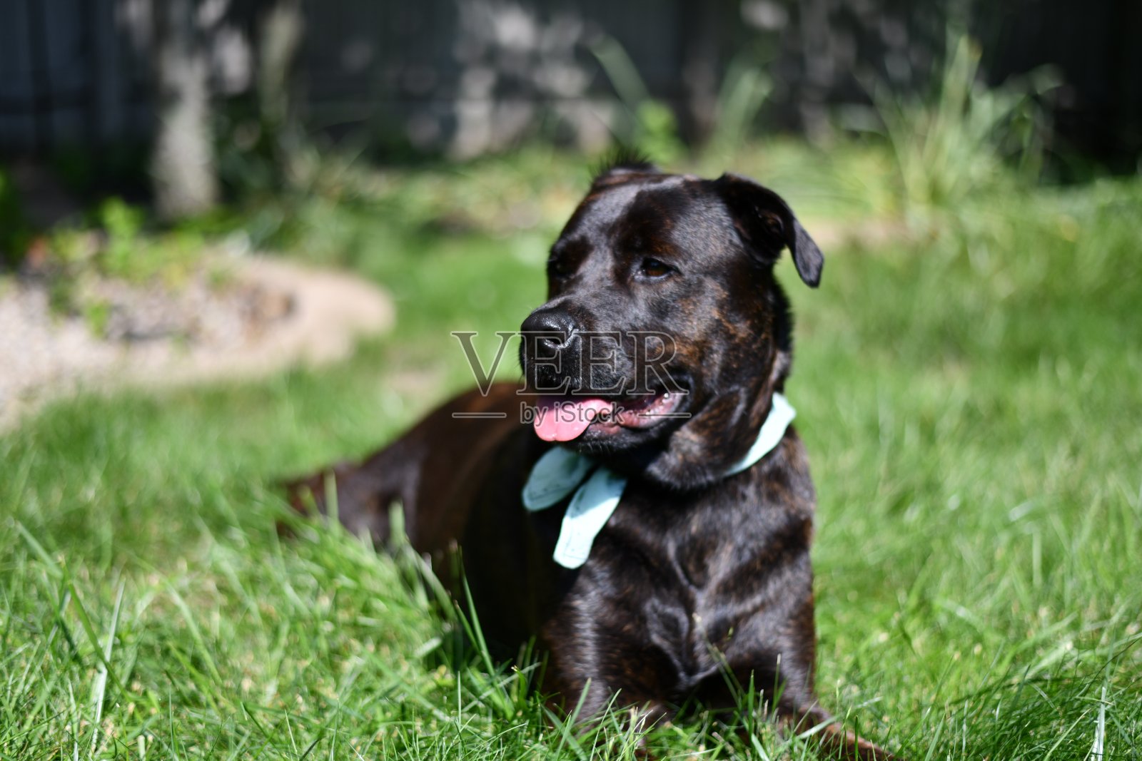 黑狗躺在草地上照片摄影图片