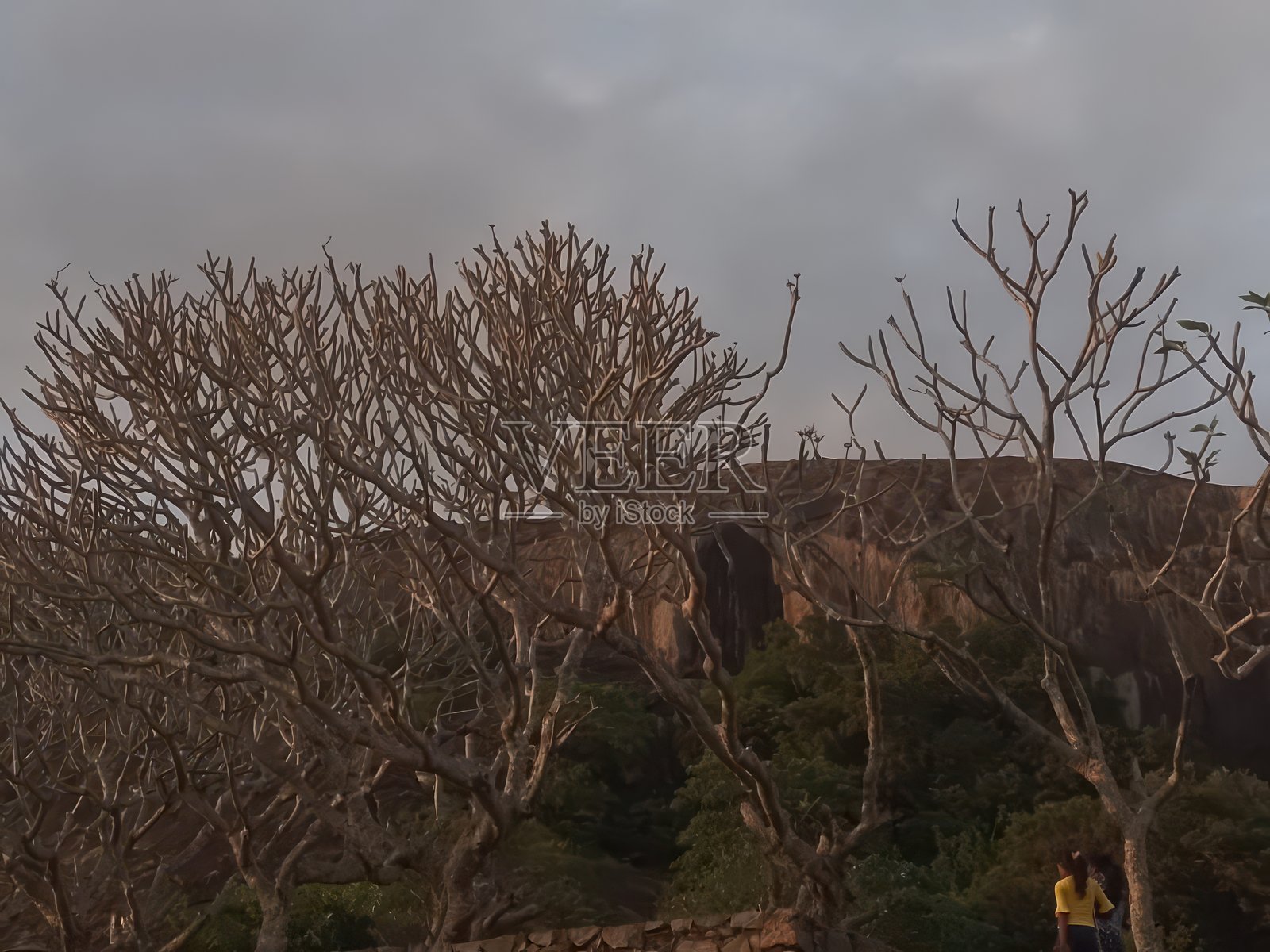 干树的自然风景摄影照片摄影图片