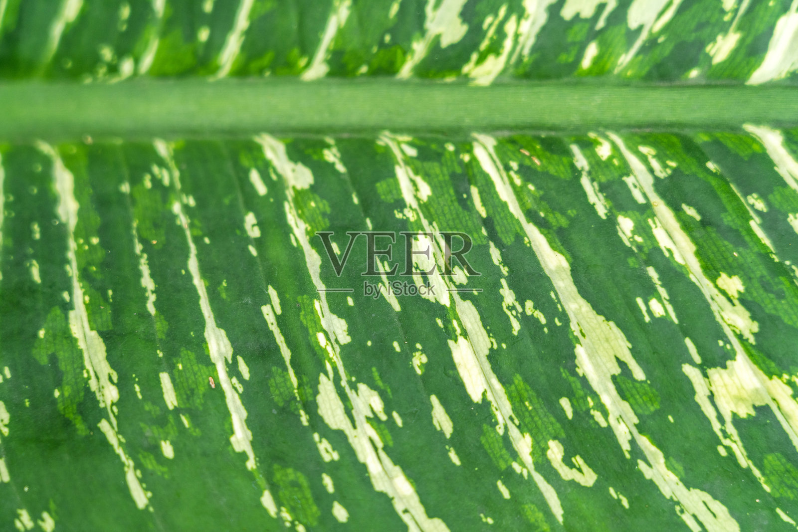菲洛德伦光辉植物的特写叶子，明亮的户外植物，热带花园。柔和模糊的热带森林背景。照片摄影图片