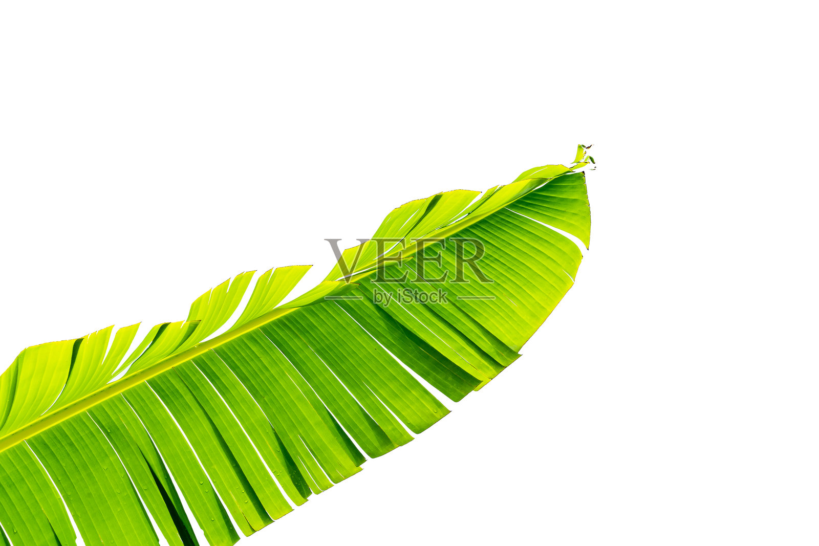 香蕉叶细节特写。新鲜香蕉植物叶子的抽象图案纹理。透明背景上孤立。照片摄影图片