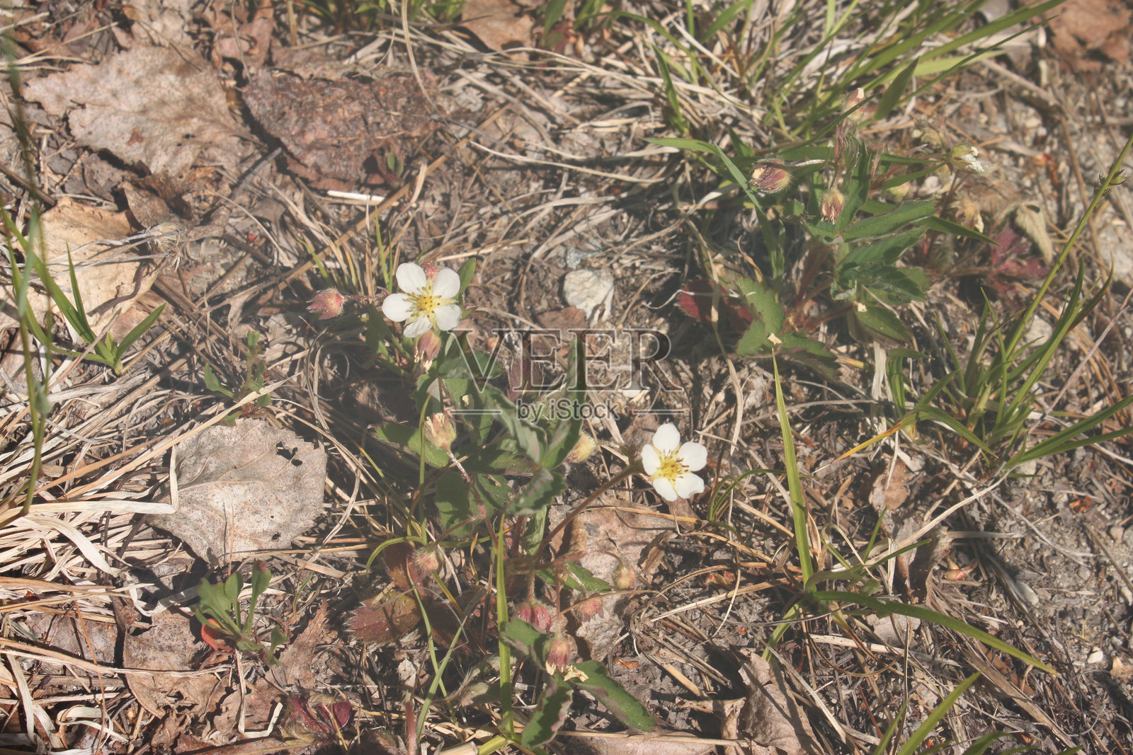 花朵照片摄影图片
