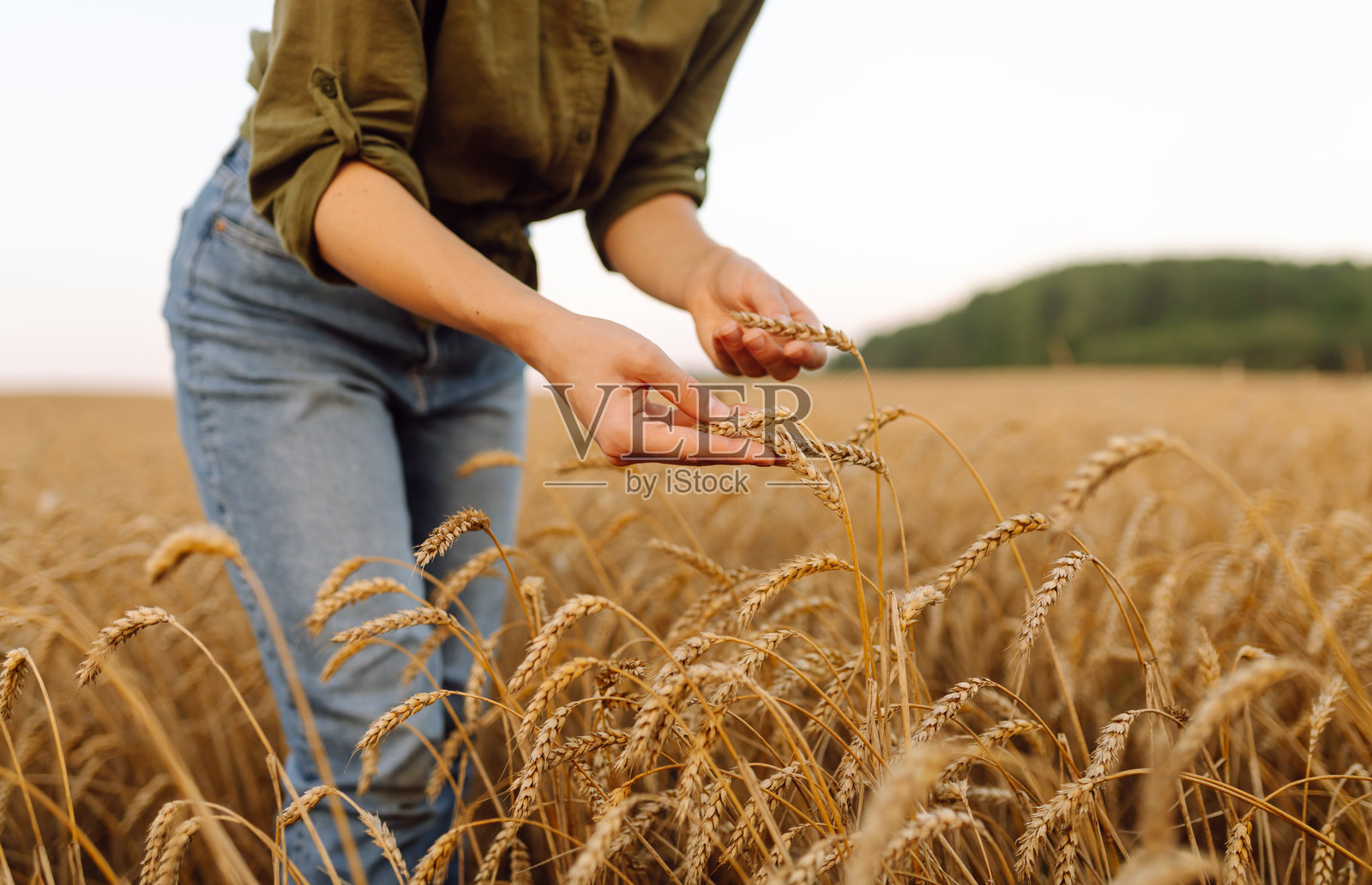 小麦质量检查。女农民在小麦田里拿着麦穗。照片摄影图片