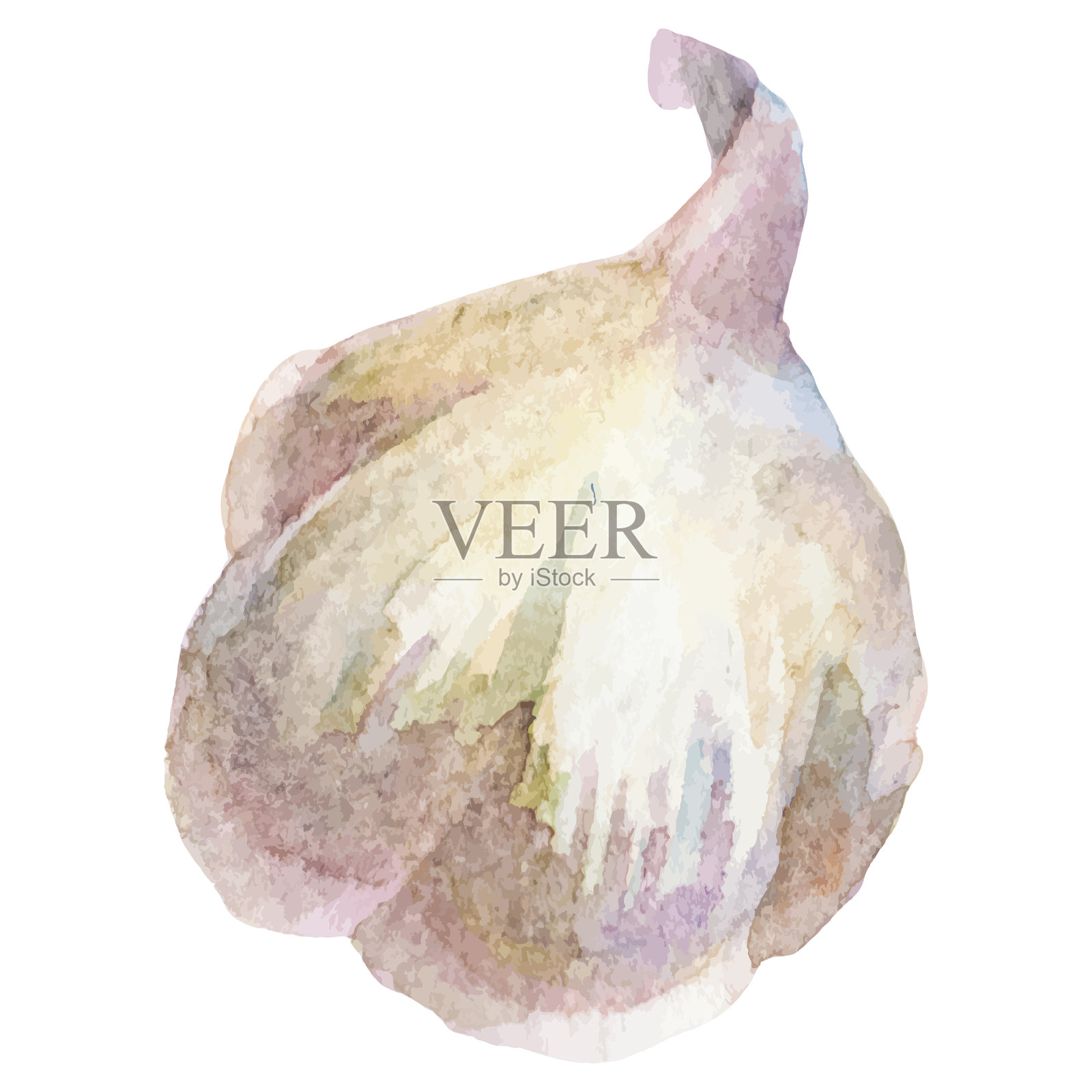 水彩画的大蒜。手绘的新鲜食品设计元素，独立于白色背景。插画图片素材