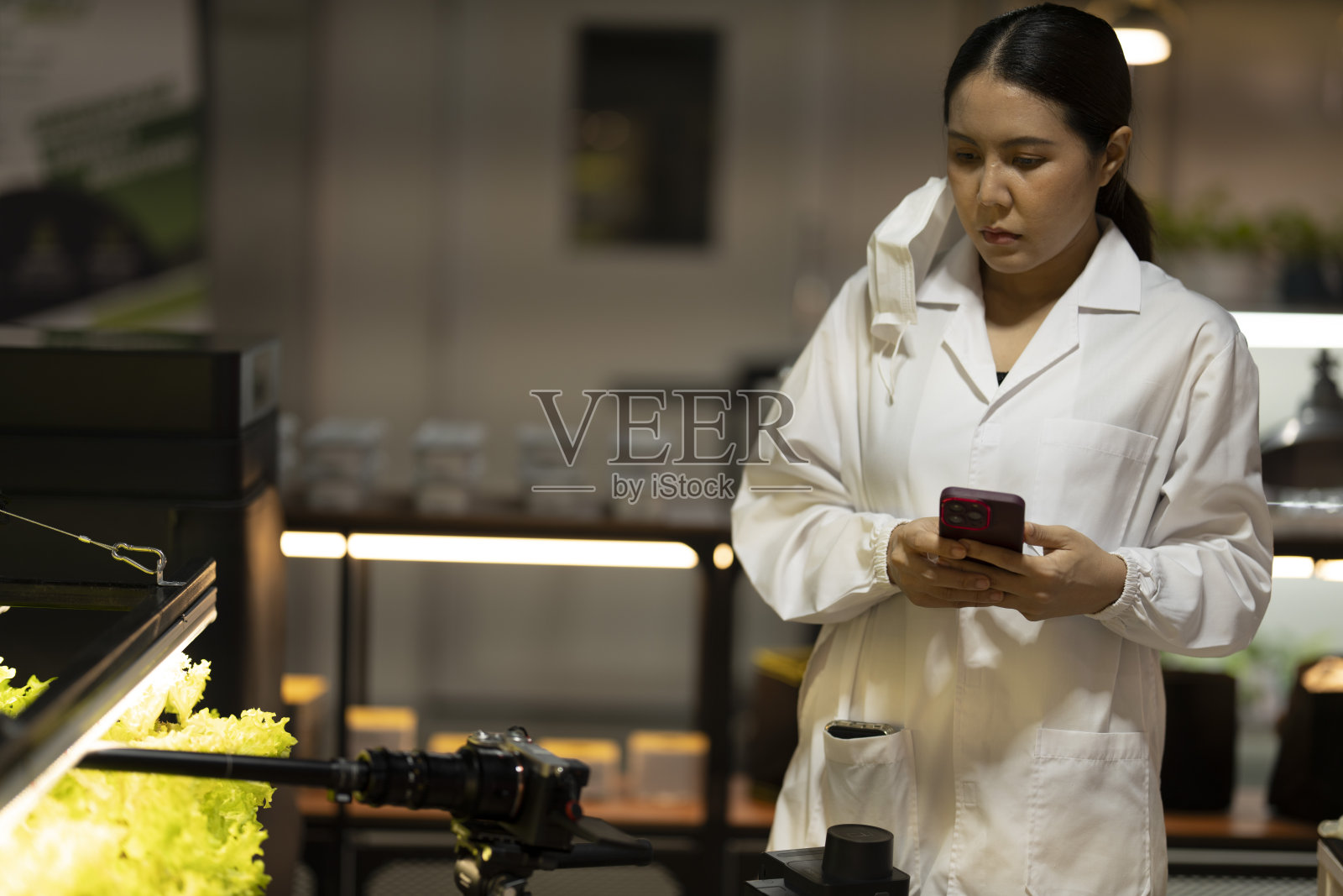 一位科学家在多层室内架子上检查植物，使用粉色生长灯，专注于垂直农业研究。该设置强调可持续农业和受控环境生长。照片摄影图片