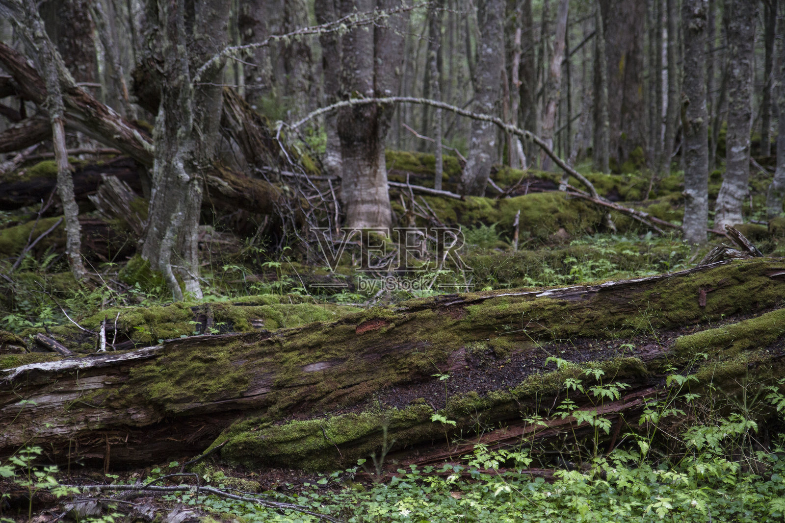 巴塔哥尼亚森林的景观照片摄影图片