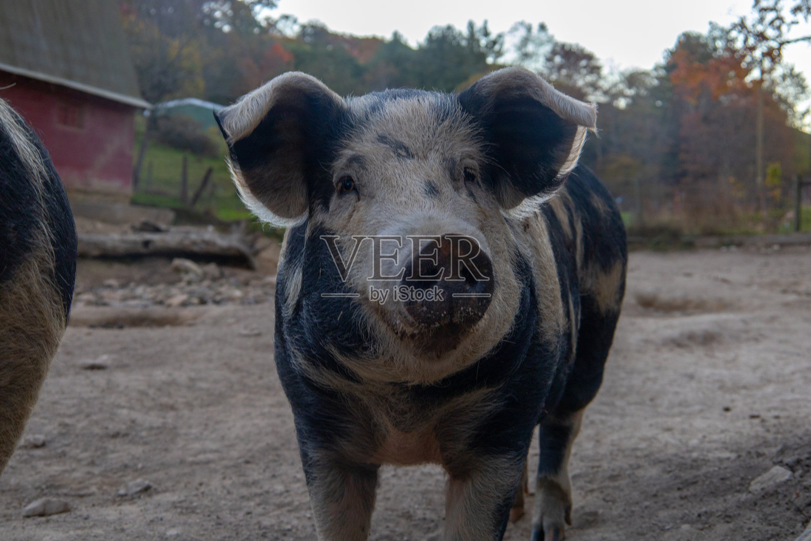 弗吉尼亚农场上的猪照片摄影图片