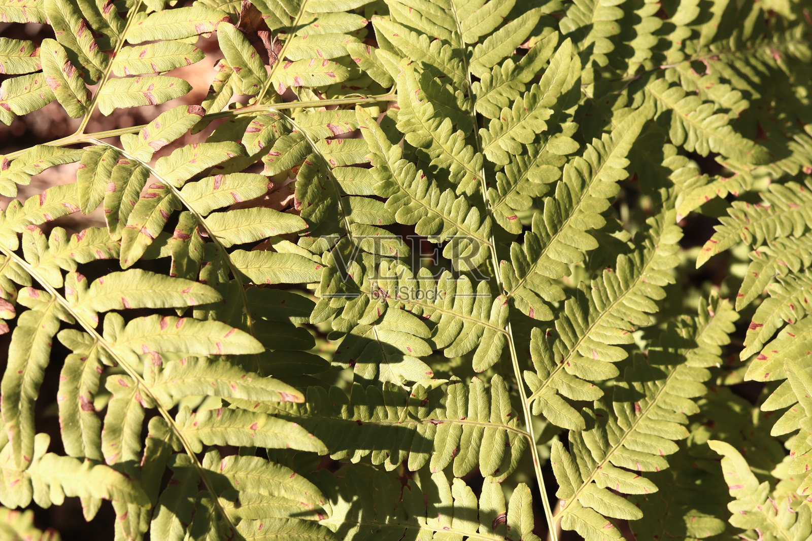 蕨类植物叶子，自然背景照片摄影图片