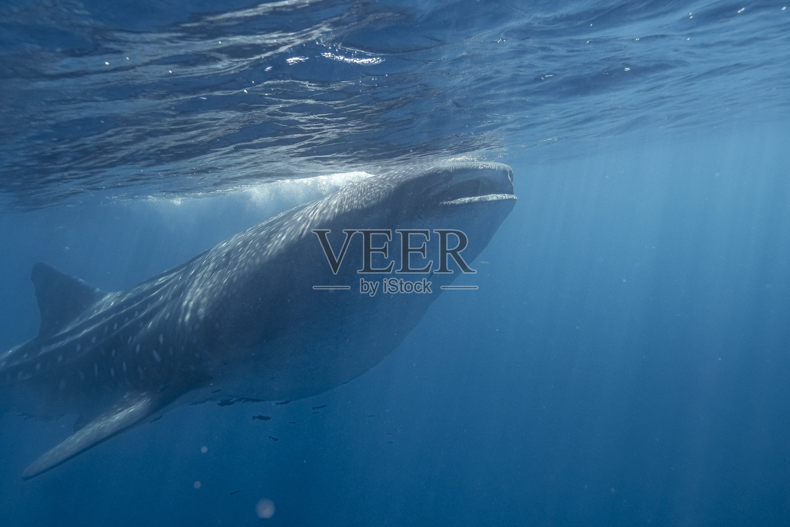 在墨西哥下加利福尼亚州的大鲸鲨照片摄影图片