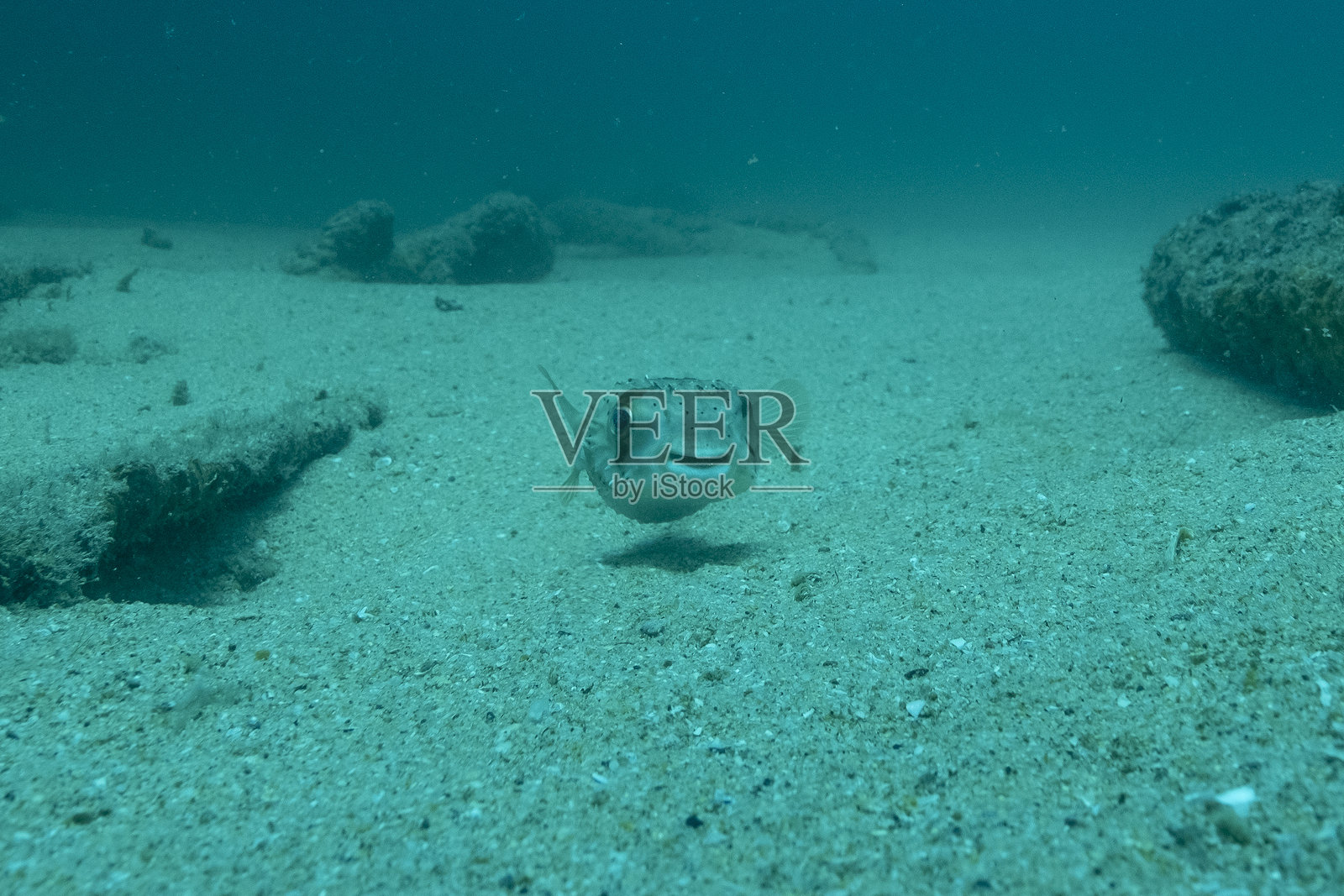 墨西哥下加利福尼亚半岛的河豚照片摄影图片