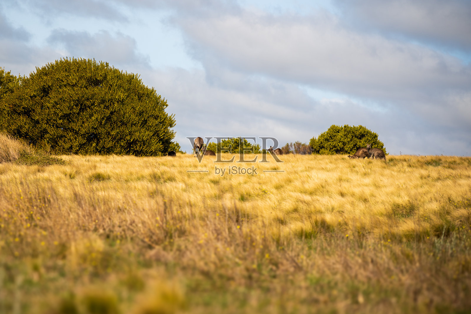 澳大利亚维多利亚州巴克斯马什的早春，远处可见袋鼠。照片摄影图片