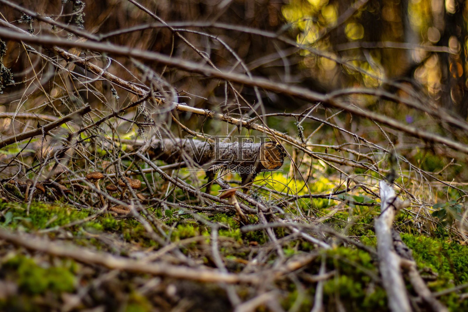 森林中倒下的树干照片摄影图片