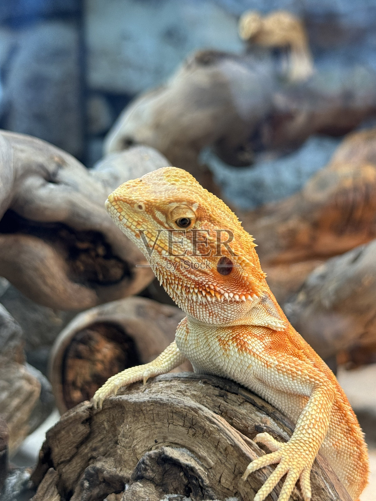 雄伟的胡须龙在郁郁葱葱的生态环境中摆姿势照片摄影图片