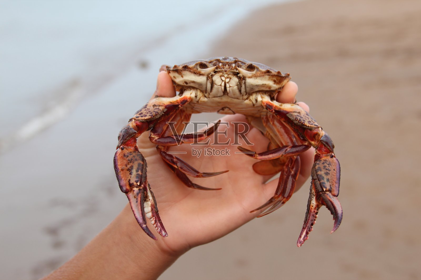 螃蟹照片摄影图片