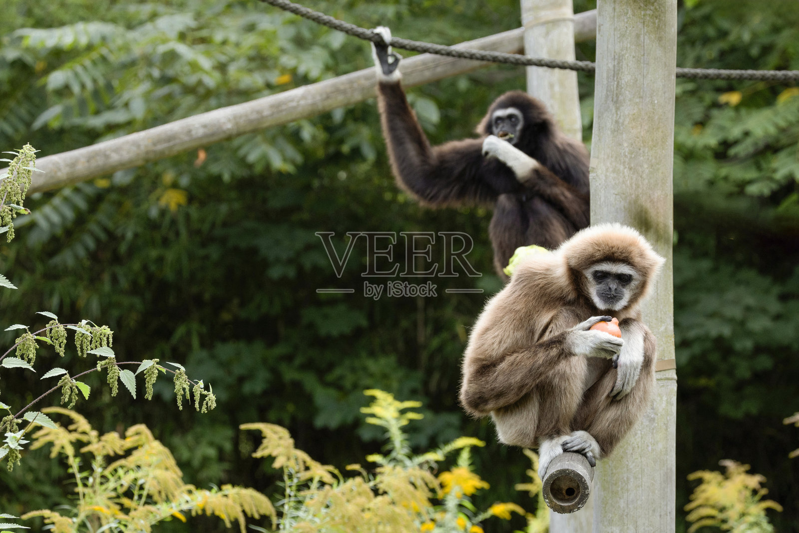 白手长臂猿，属于濒危的长臂猿科灵长类动物照片摄影图片