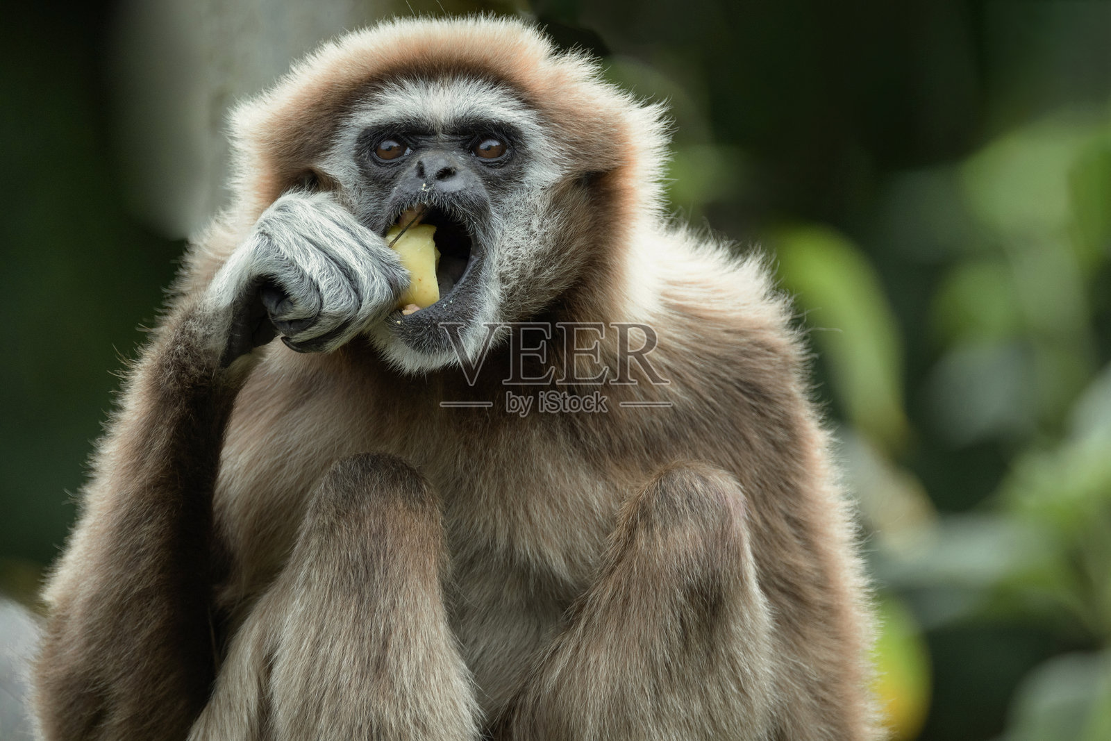 白手长臂猿，长臂猿科中的一种濒危灵长类动物照片摄影图片