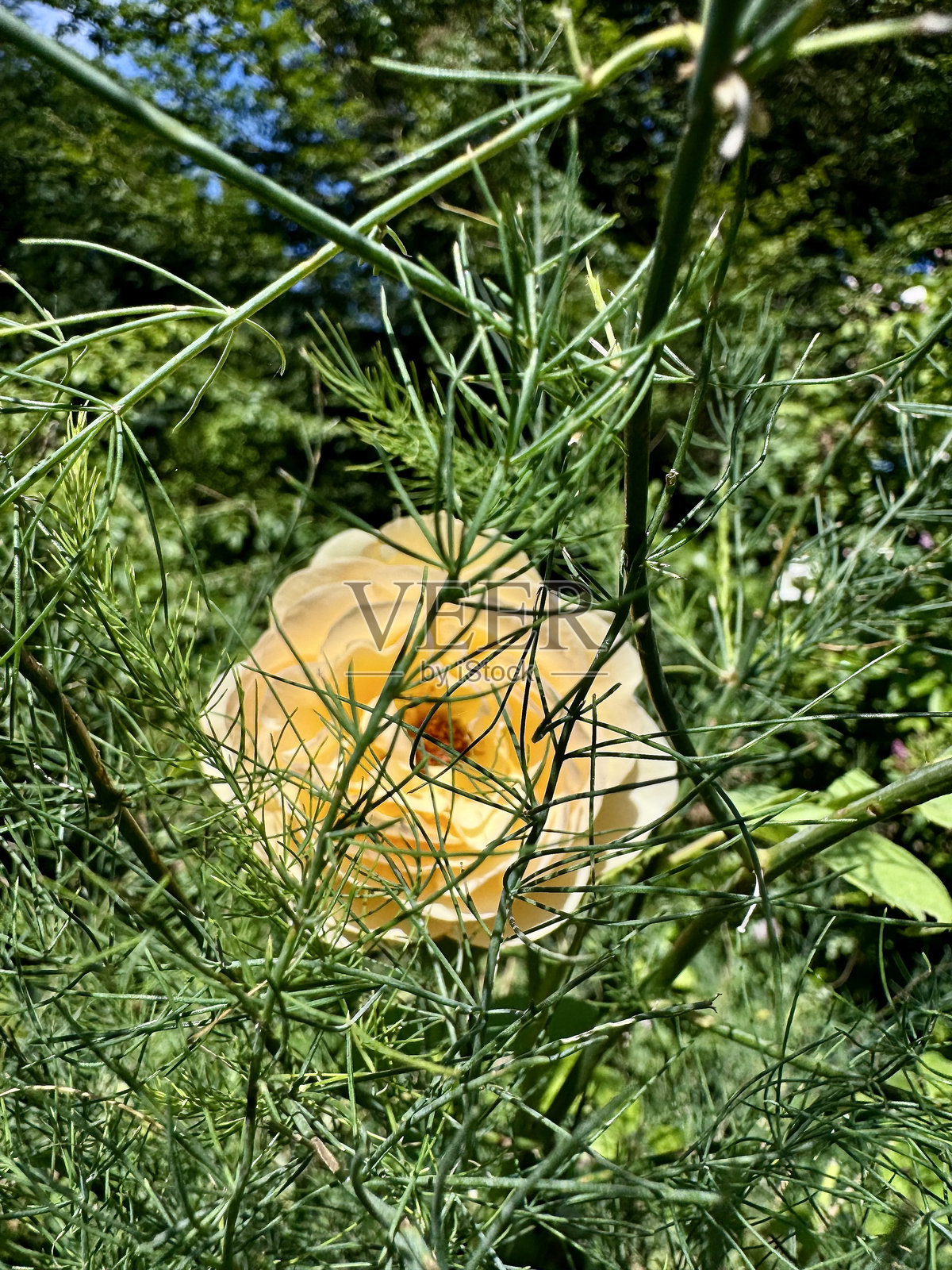 黄色玫瑰照片摄影图片