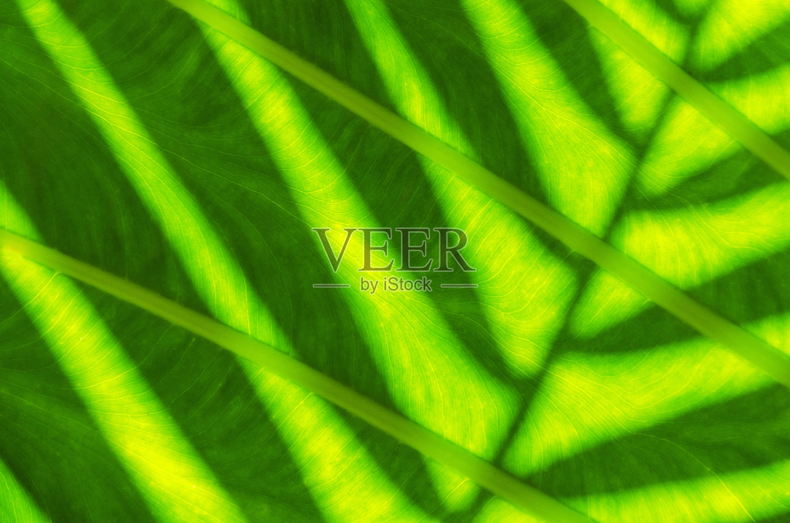 澳大利亚雨林中热带绿色叶子的特写纹理，适合用作背景。照片摄影图片