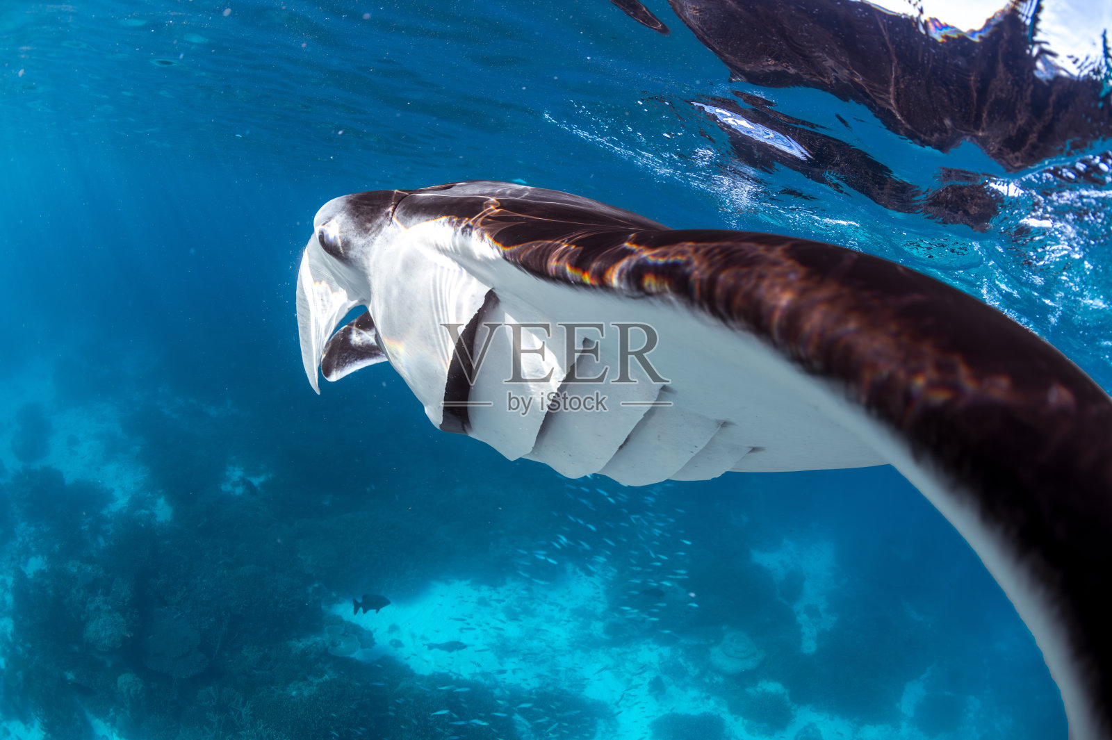 雄伟的魔鬼鱼照片摄影图片