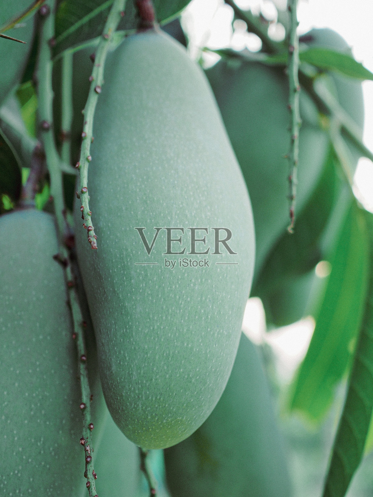 芒果照片摄影图片