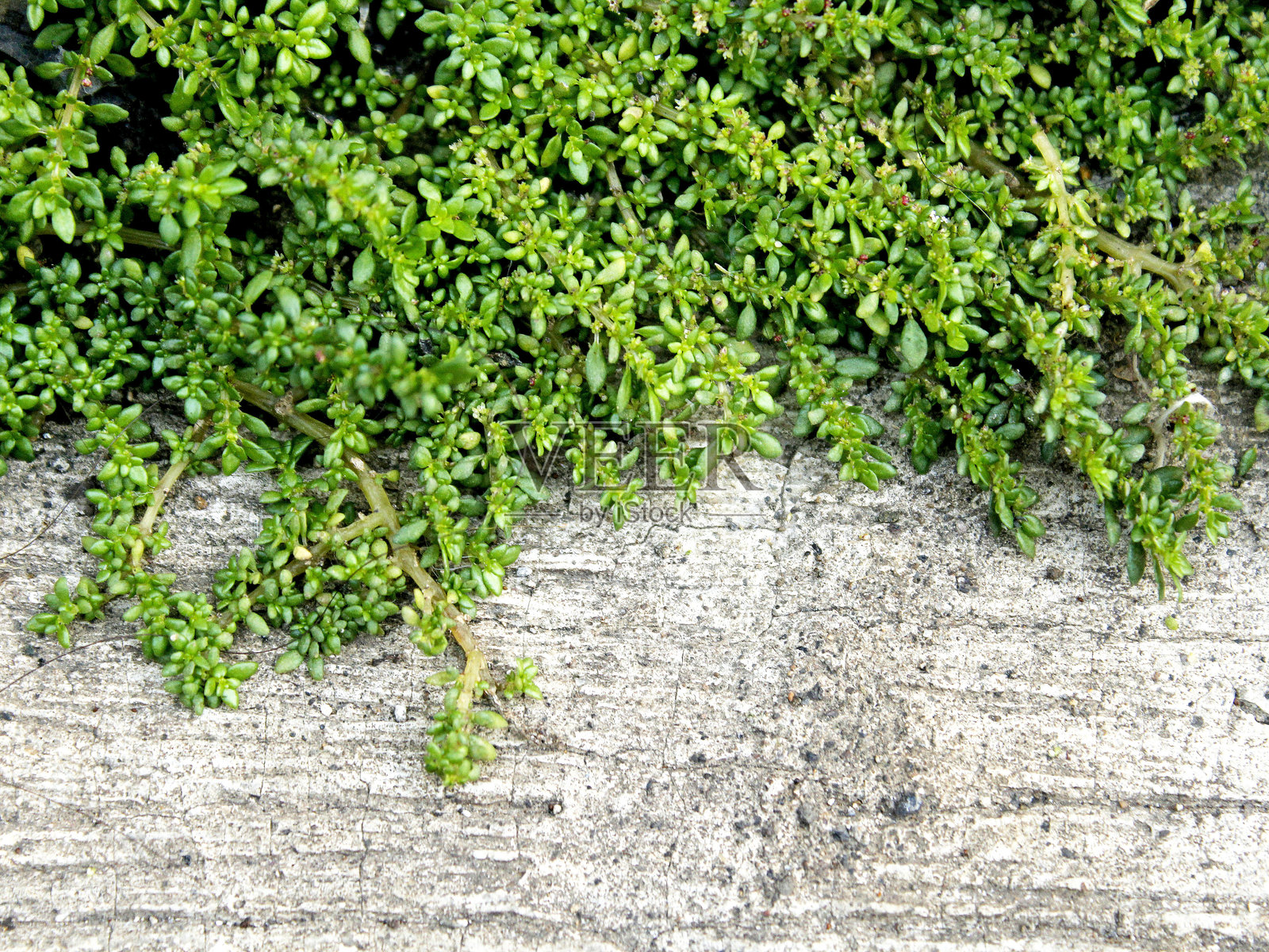 背景植物照片摄影图片