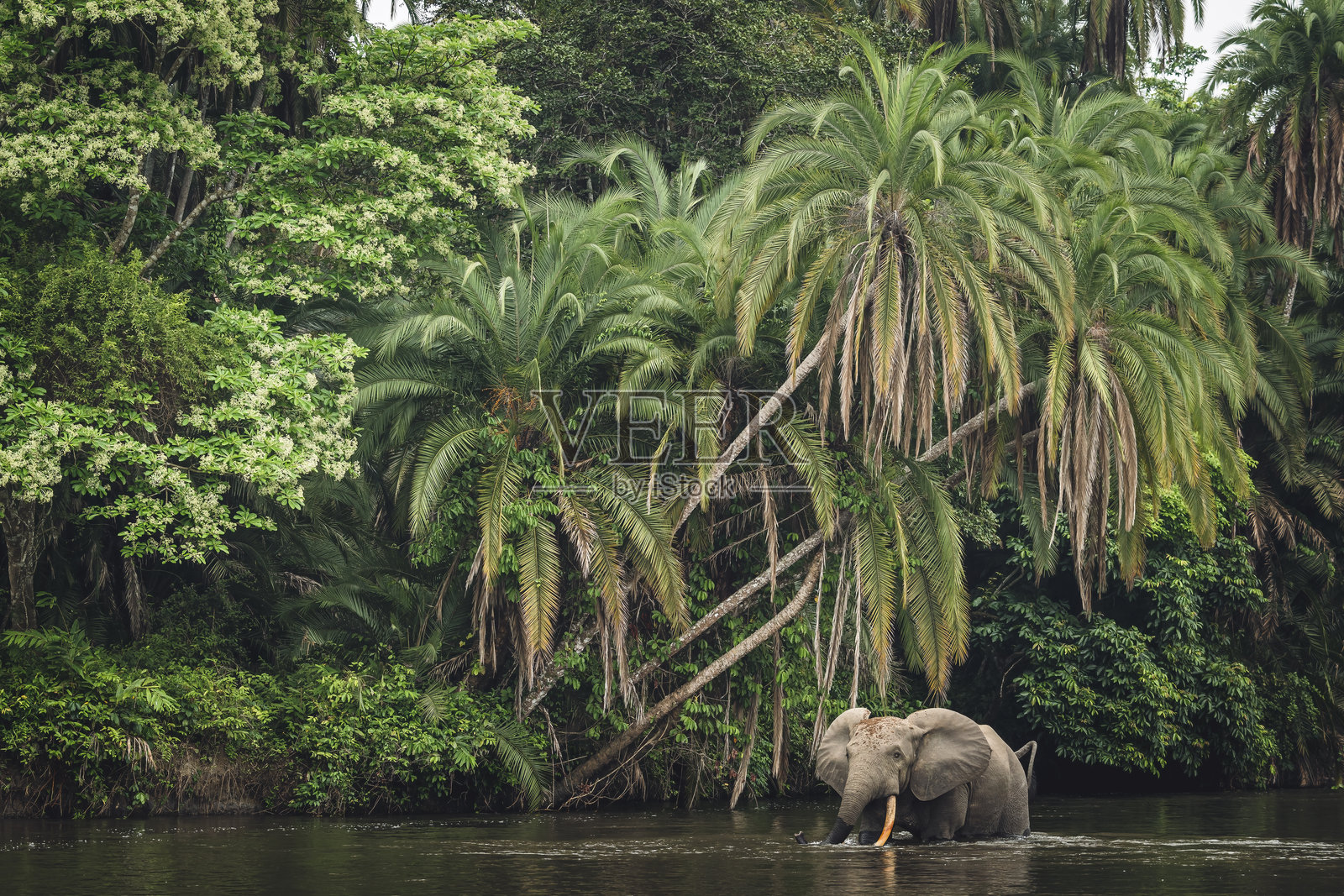 非洲森林象（Loxodonta cyclotis）在雨林中，展示了莱科利河。奥扎拉-科库阿国家公园。库韦特-西部地区。刚果共和国或刚果布拉柴维尔。照片摄影图片