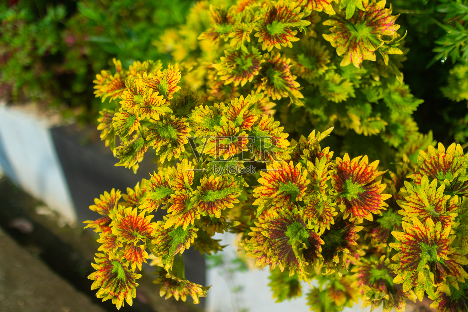 阳光下的五彩斑斓的树叶照片摄影图片