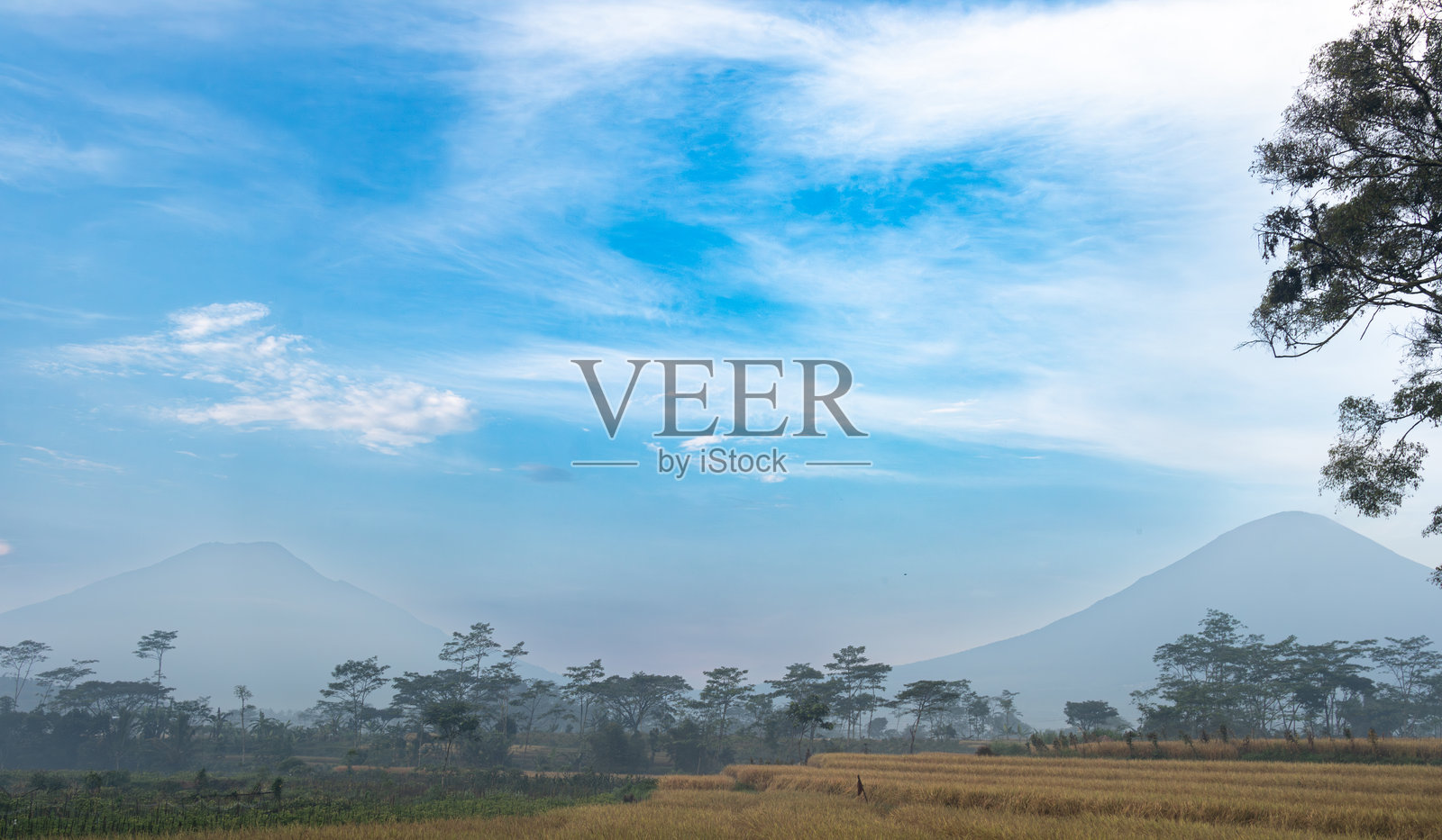 雾气弥漫的山脉与稻田景观照片摄影图片