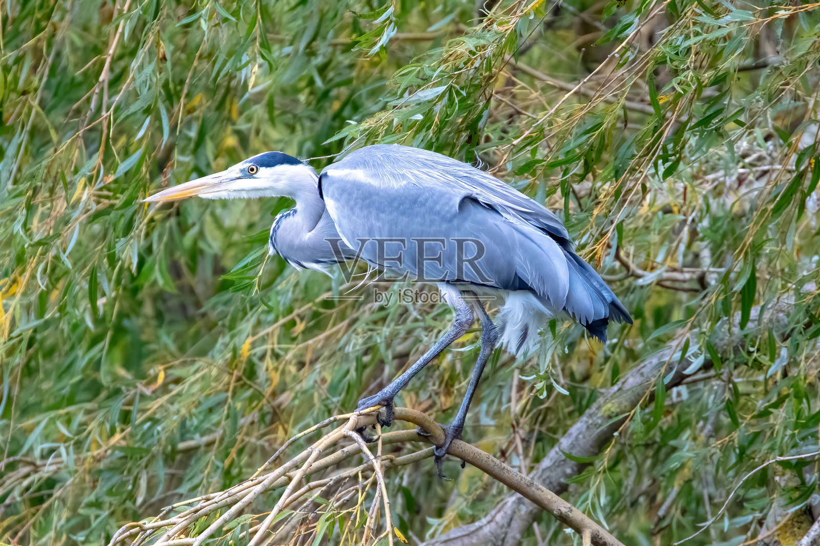 灰鹭，苍鹭照片摄影图片