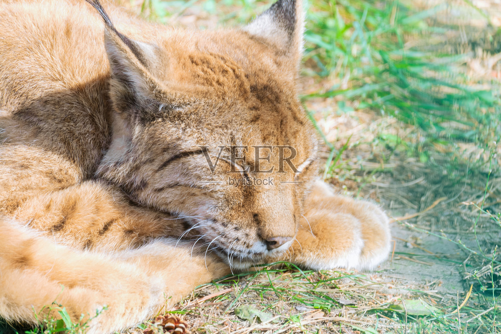 普通猞猁躺在地上睡觉照片摄影图片