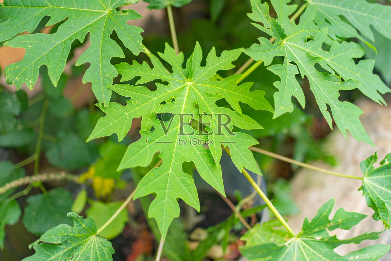 木瓜叶特写细节照片摄影图片