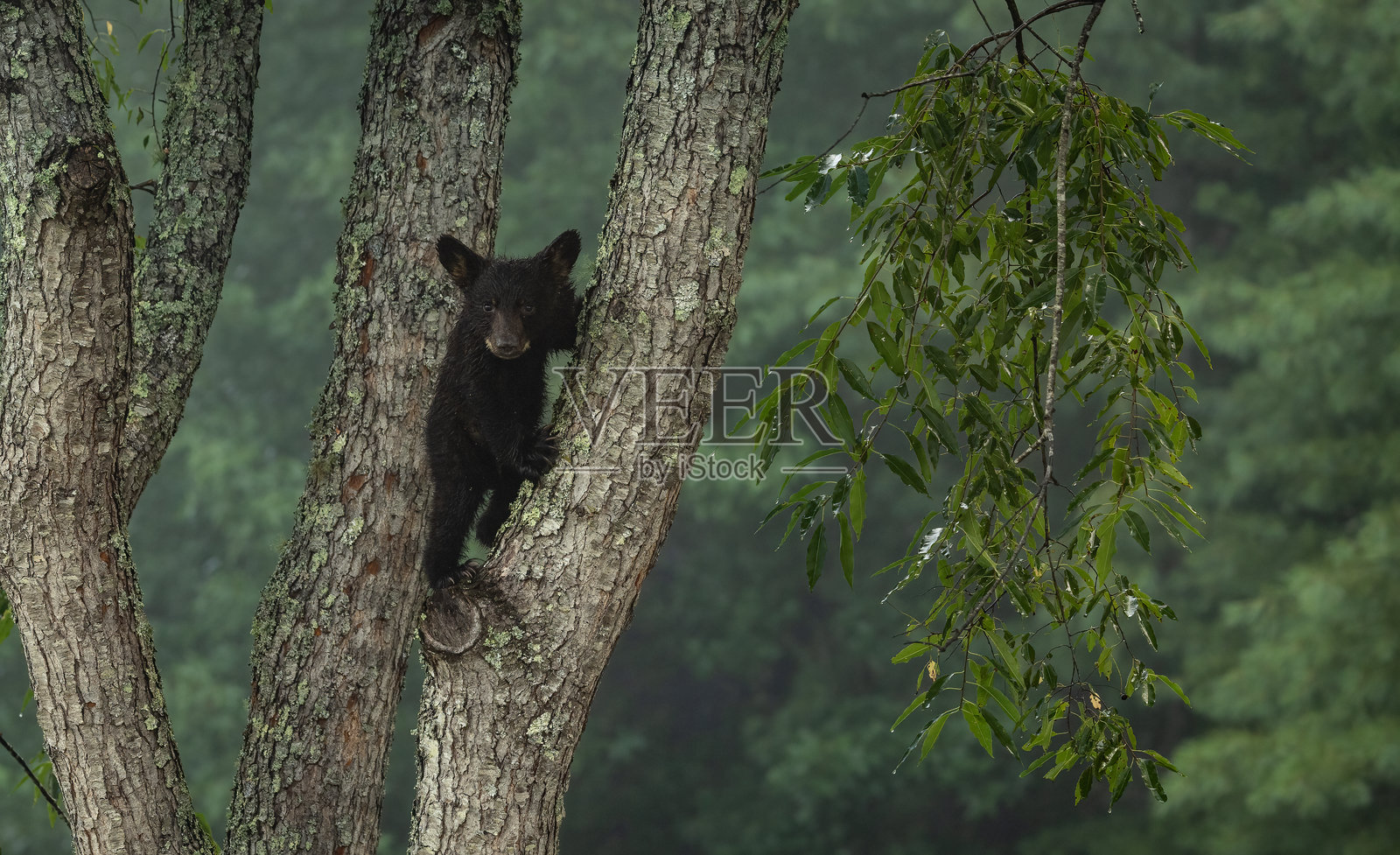大烟山中的一只黑熊在树上照片摄影图片