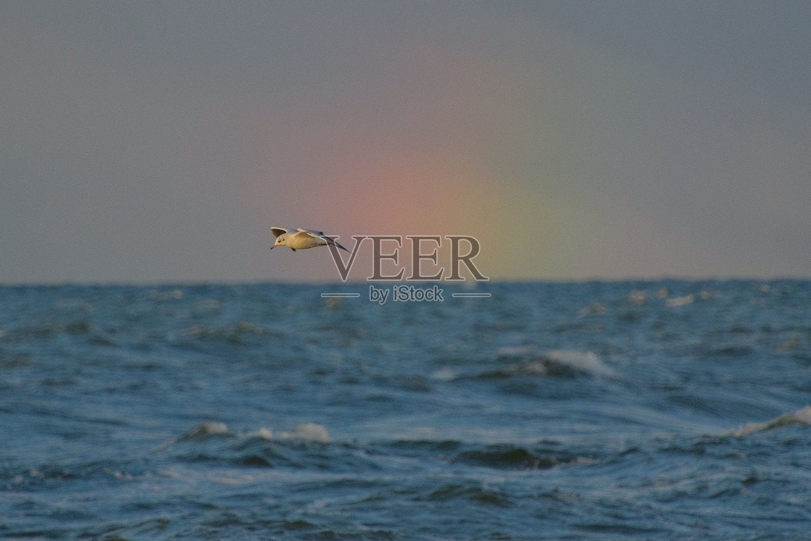 海鸥与彩虹相映照片摄影图片