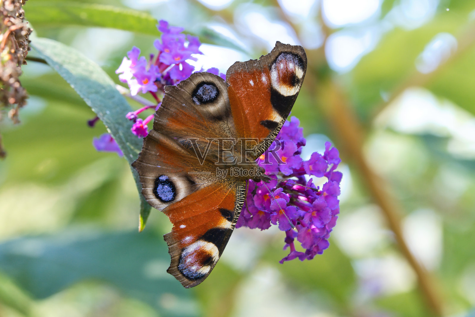 孔雀蝶，蝴蝶停在花上。粉色花朵的蝴蝶灌木。昆虫照片摄影图片