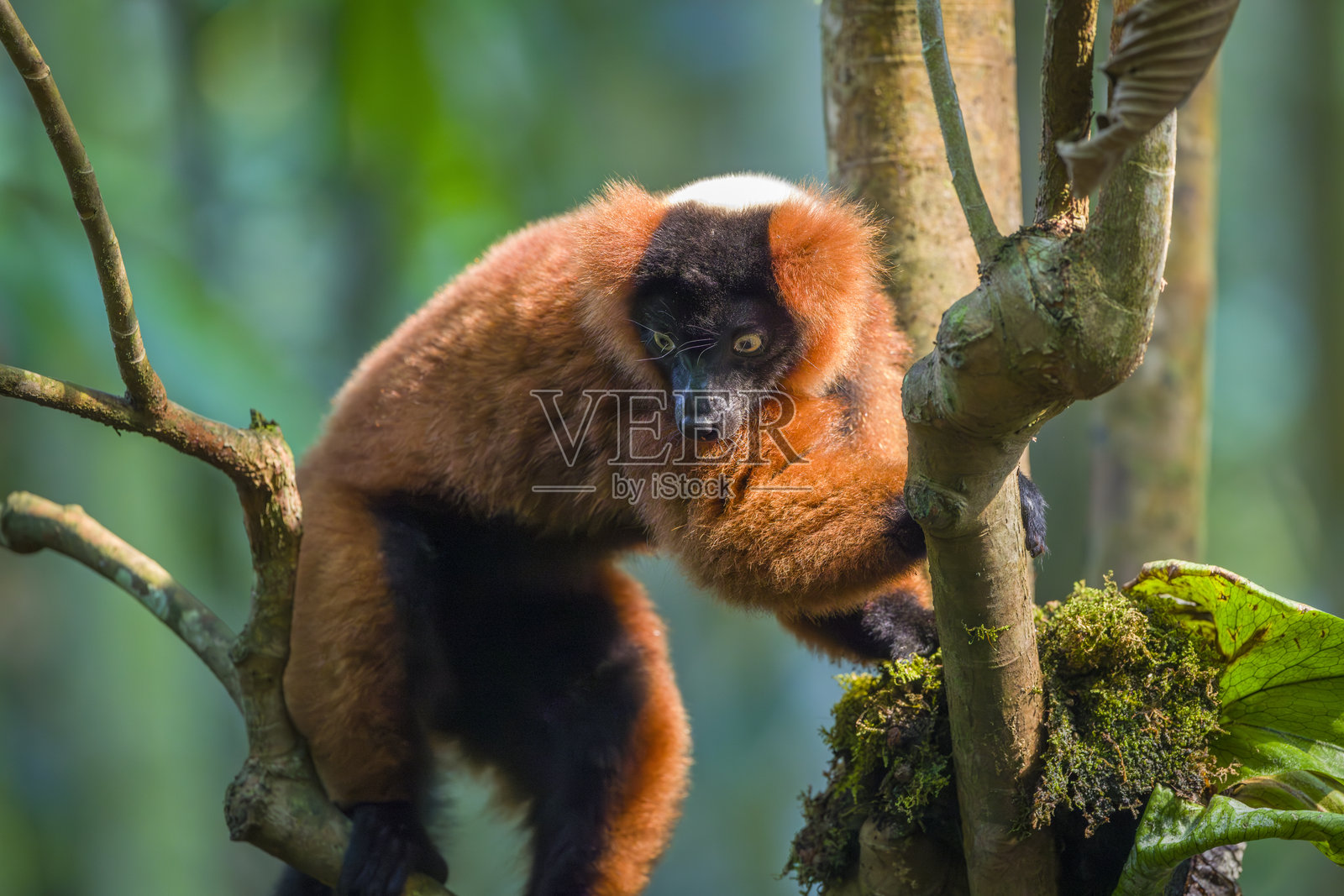 红毛狐猴，苏黎世动物园马索阿拉厅照片摄影图片