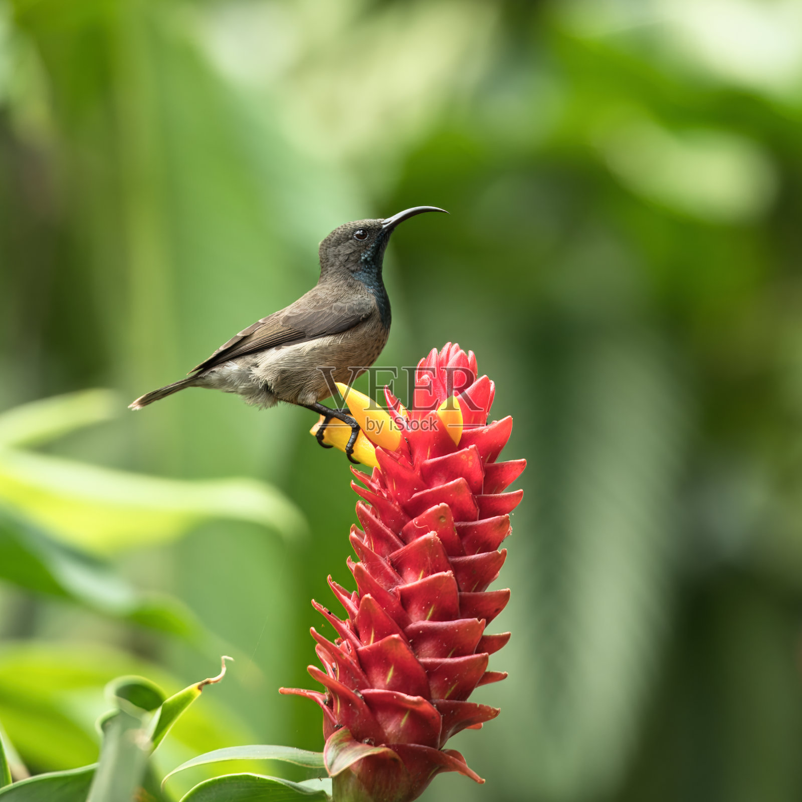 单只塞舌尔太阳鸟，栖息在红色印尼蜡姜花上照片摄影图片