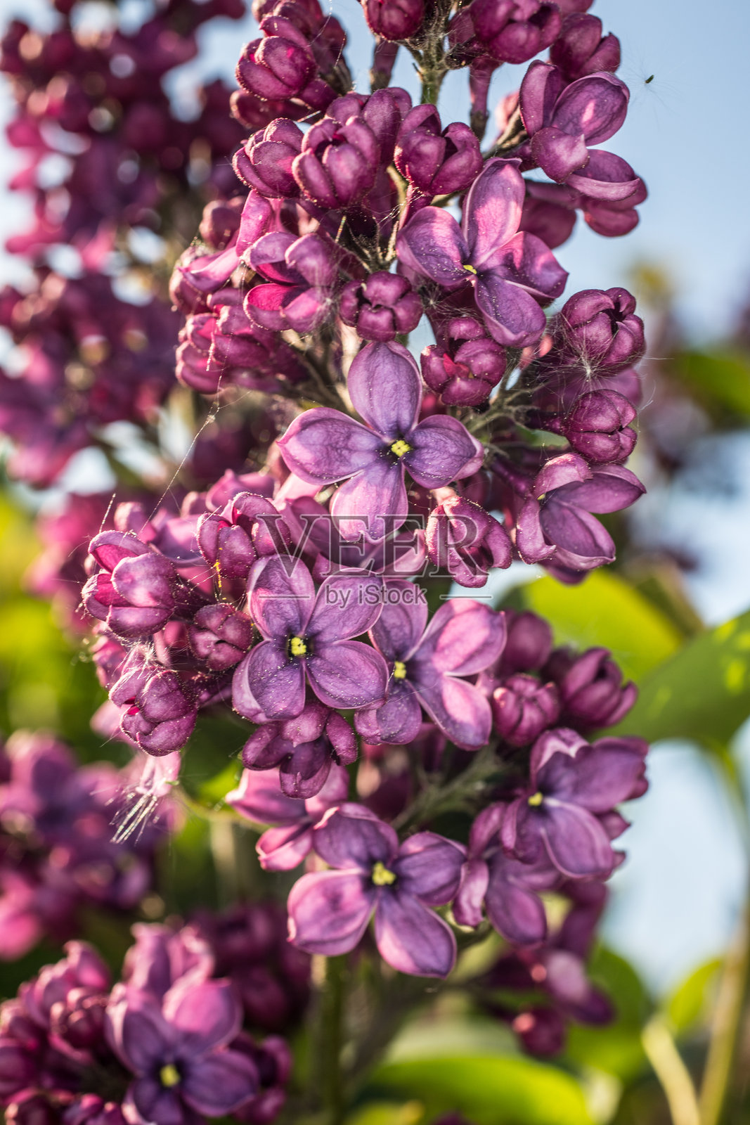 樱花照片摄影图片