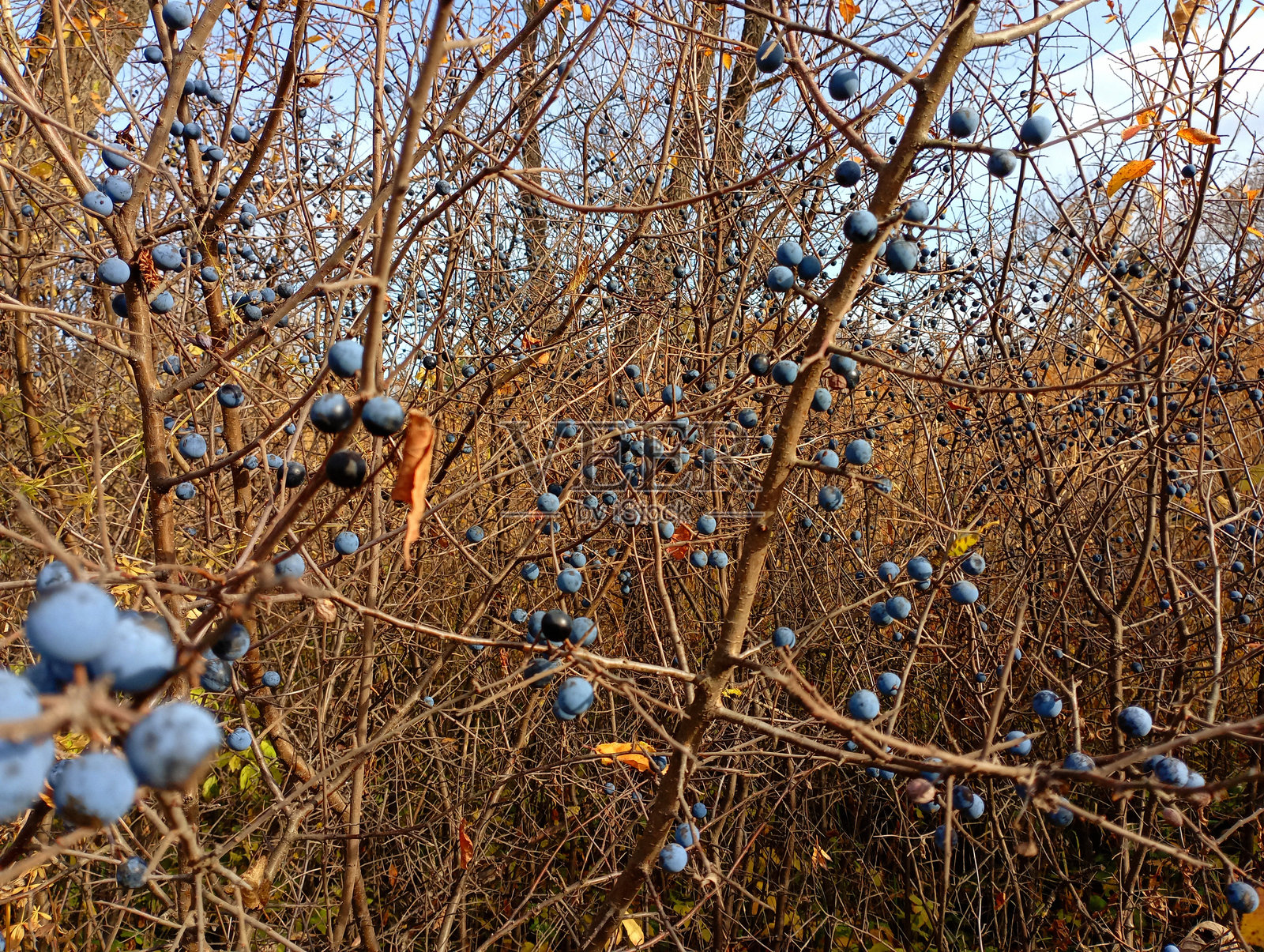 秋天光秃秃的黑刺李树枝上挂满成熟的蓝色浆果。秋天的灌木丛中结满成熟的黑莓。照片摄影图片