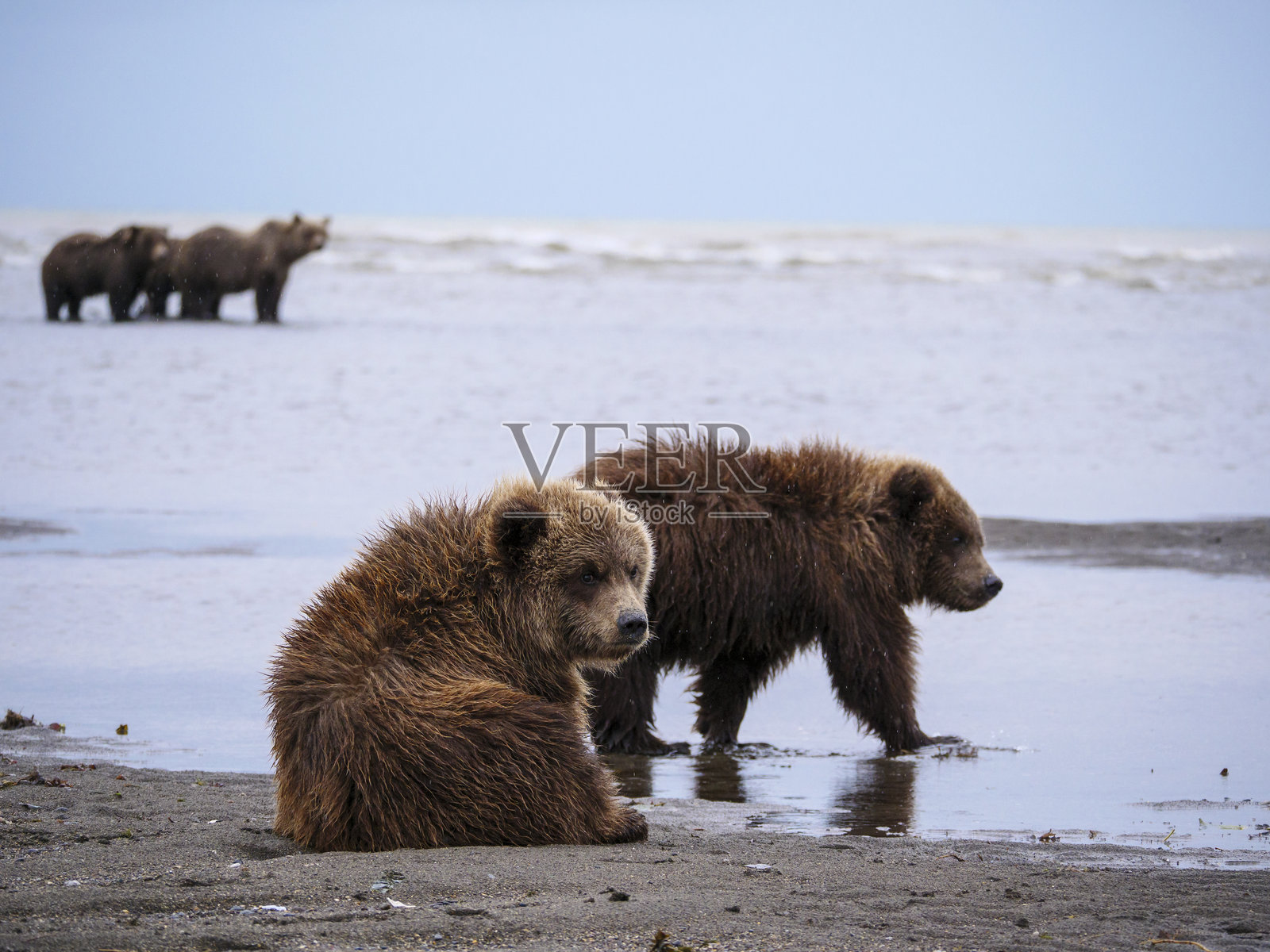 海岸棕熊，也称为灰熊（Ursus Arctos）幼崽在沙滩上，背景是大海。库克湾。美国阿拉斯加中南部。照片摄影图片