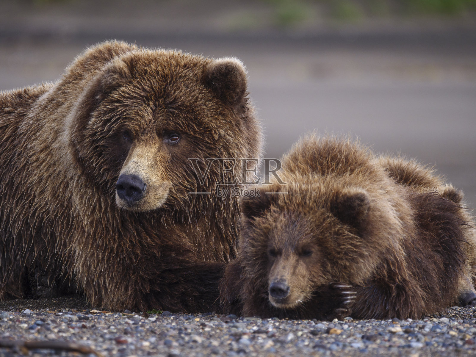 沿海棕熊，也称为灰熊（Ursus Arctos）。美国阿拉斯加中南部。照片摄影图片