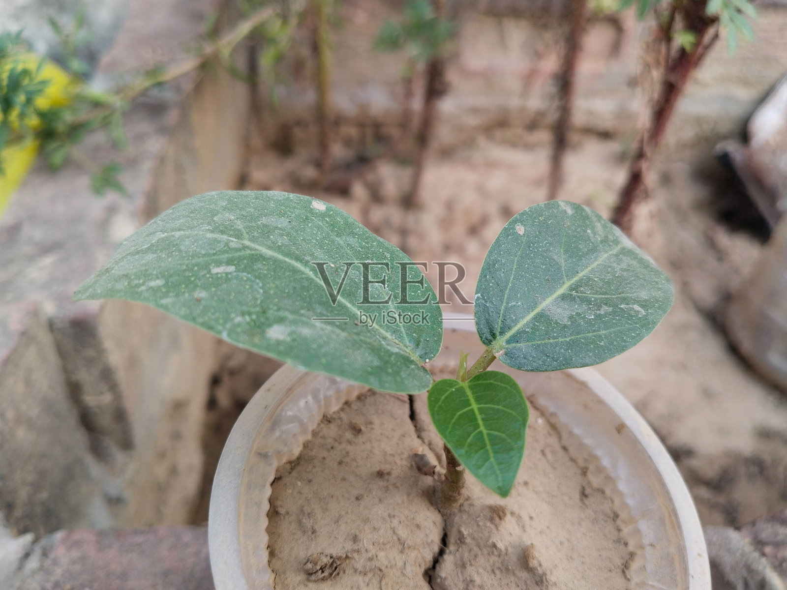 新生的榕树幼苗，长着三片叶子照片摄影图片