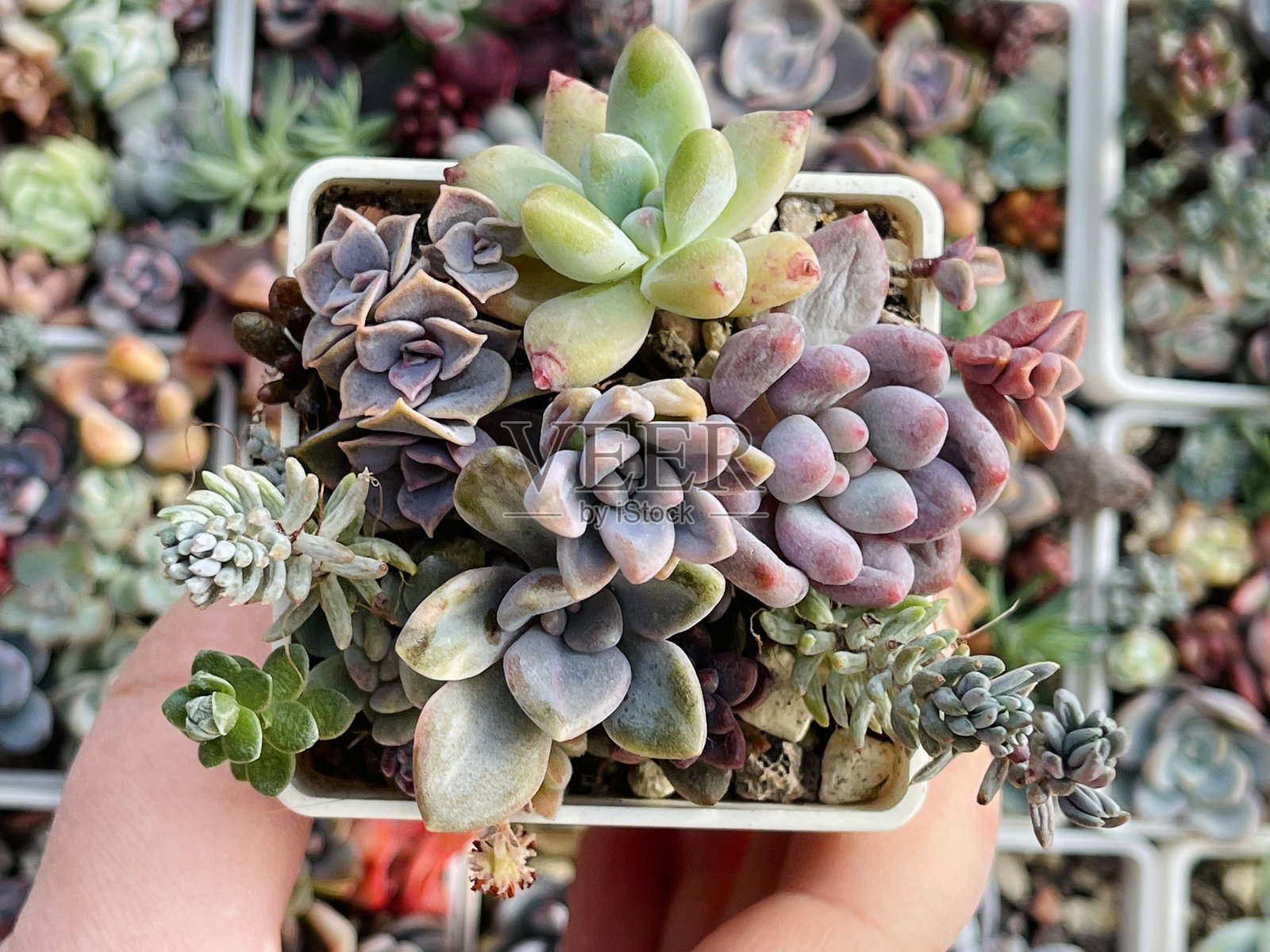 小盆栽多肉植物。包含石莲花、景天、福娘和胖大海。照片摄影图片