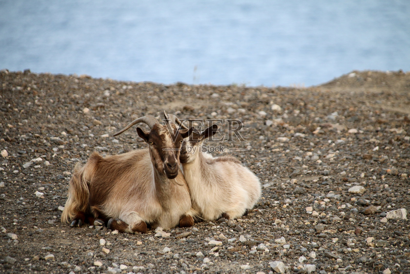 土地上的山羊肖像照片摄影图片