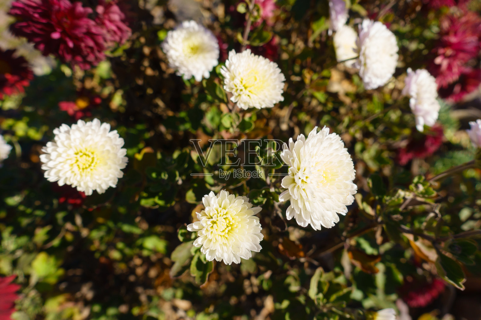 十一月中旬的奶油白色菊花特写照片摄影图片