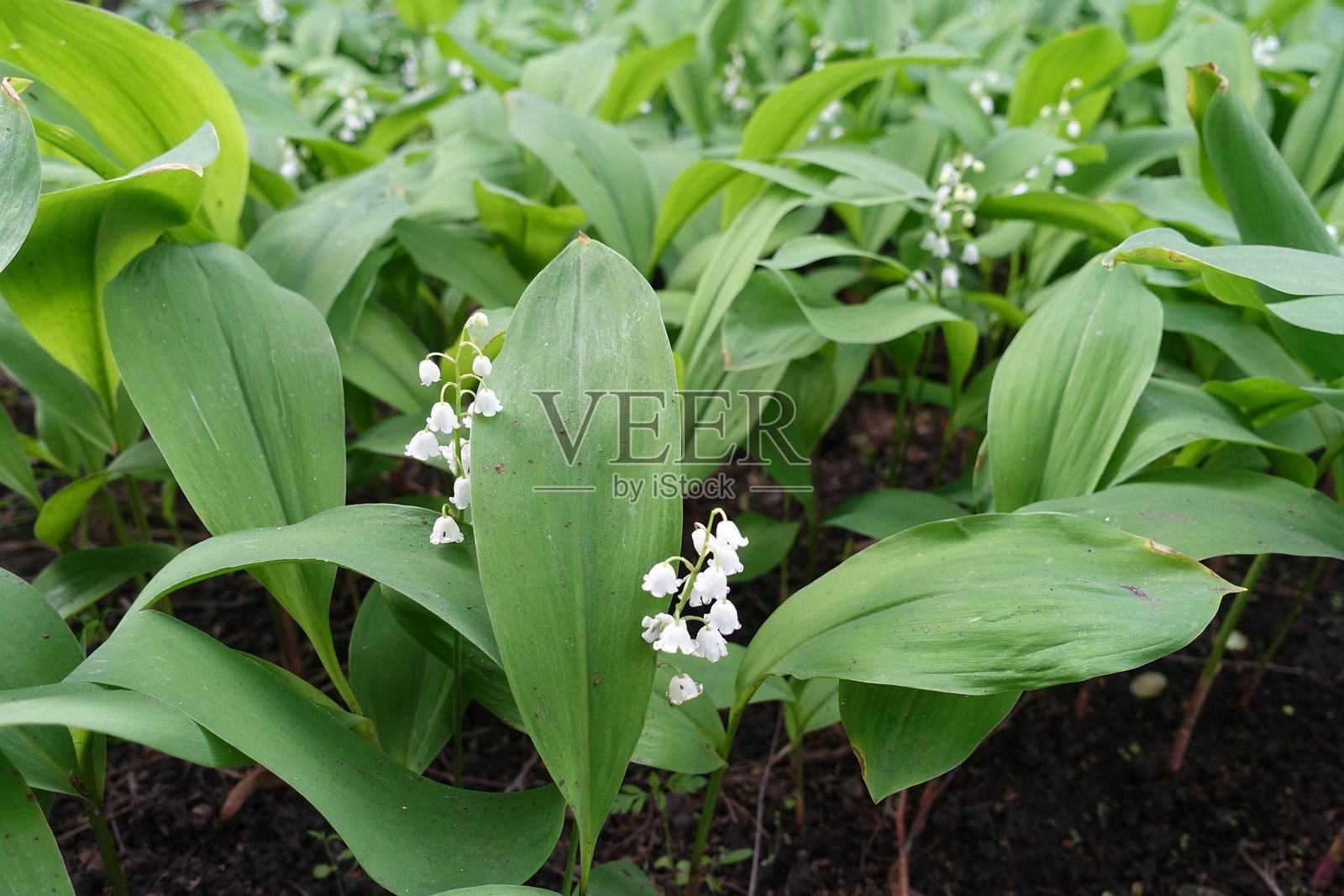 五月中旬盛开的铃兰照片摄影图片