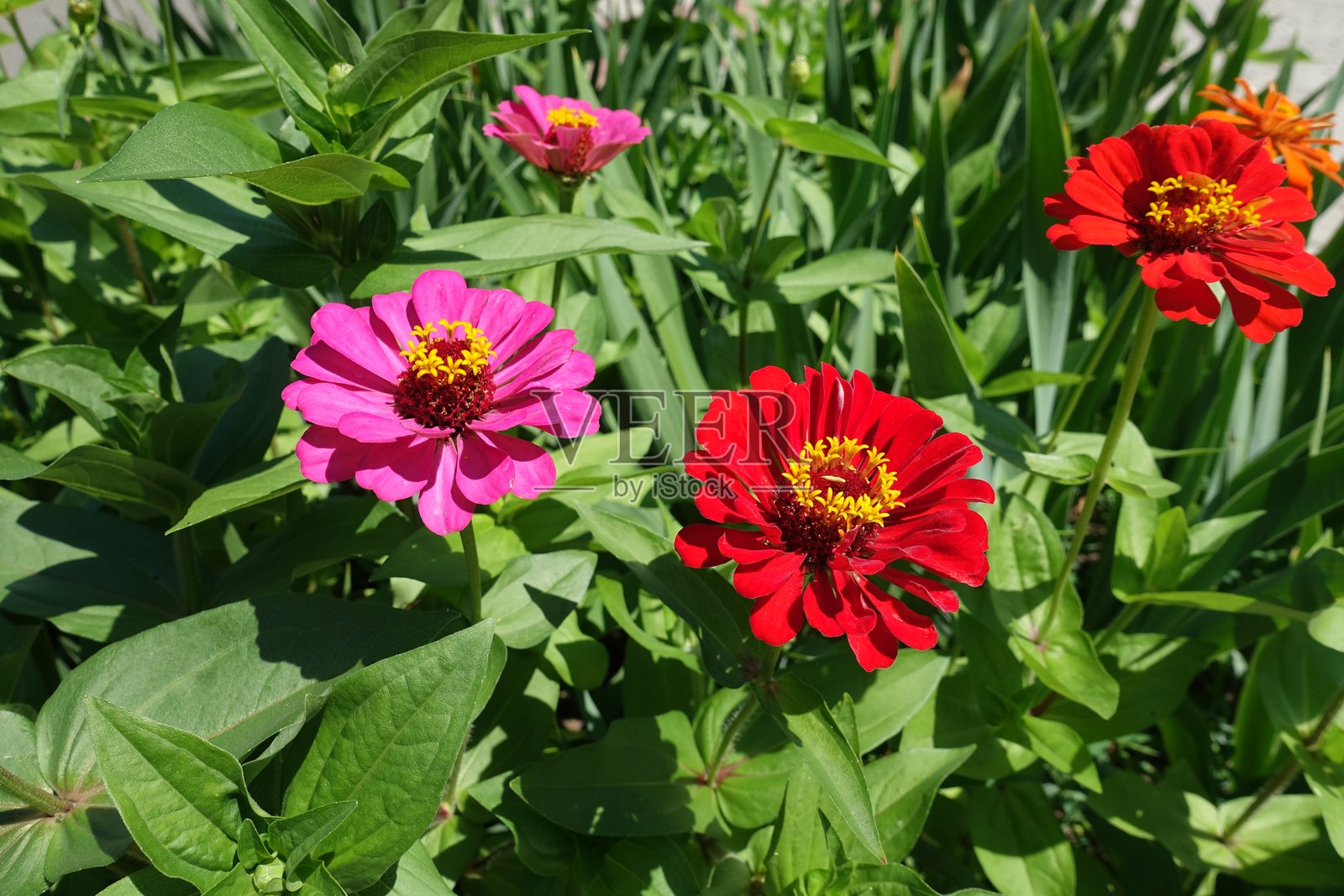 七月的百日草（Zinnia elegans）粉红色和红色花朵照片摄影图片