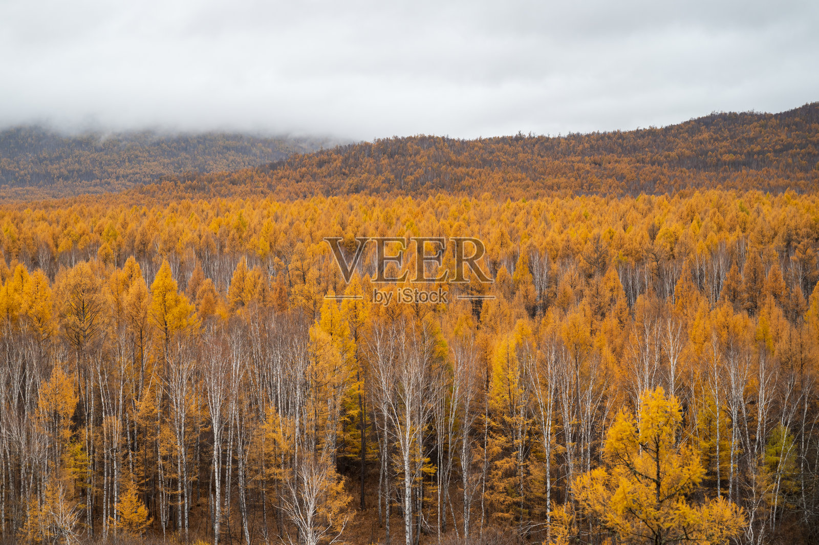 秋天的金色森林照片摄影图片